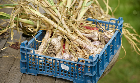 A crate filled with root vegetables.